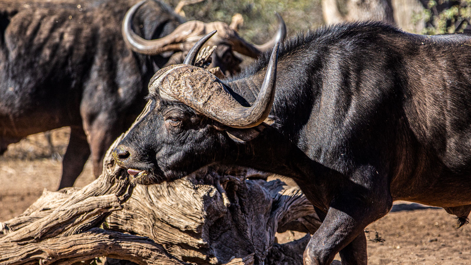 eland safaris south africa